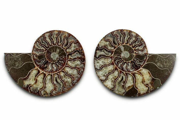 Cut & Polished, Agatized Ammonite Fossil - Madagascar #346168